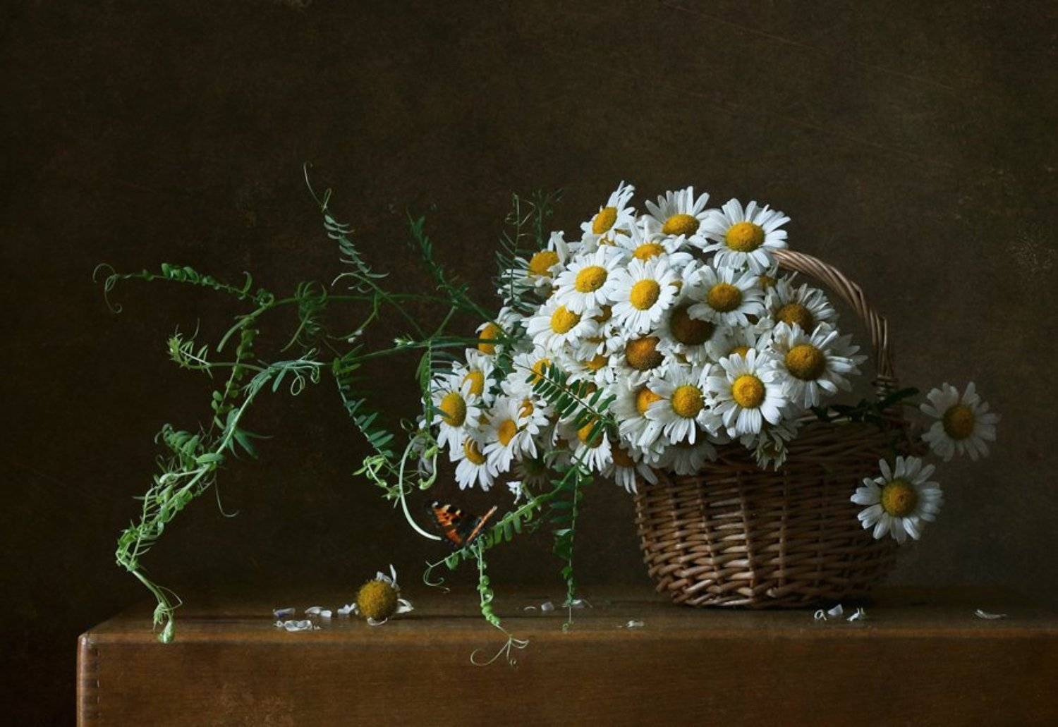 натюрморт, цветы, ромашки, лето, Курочкина Диана
