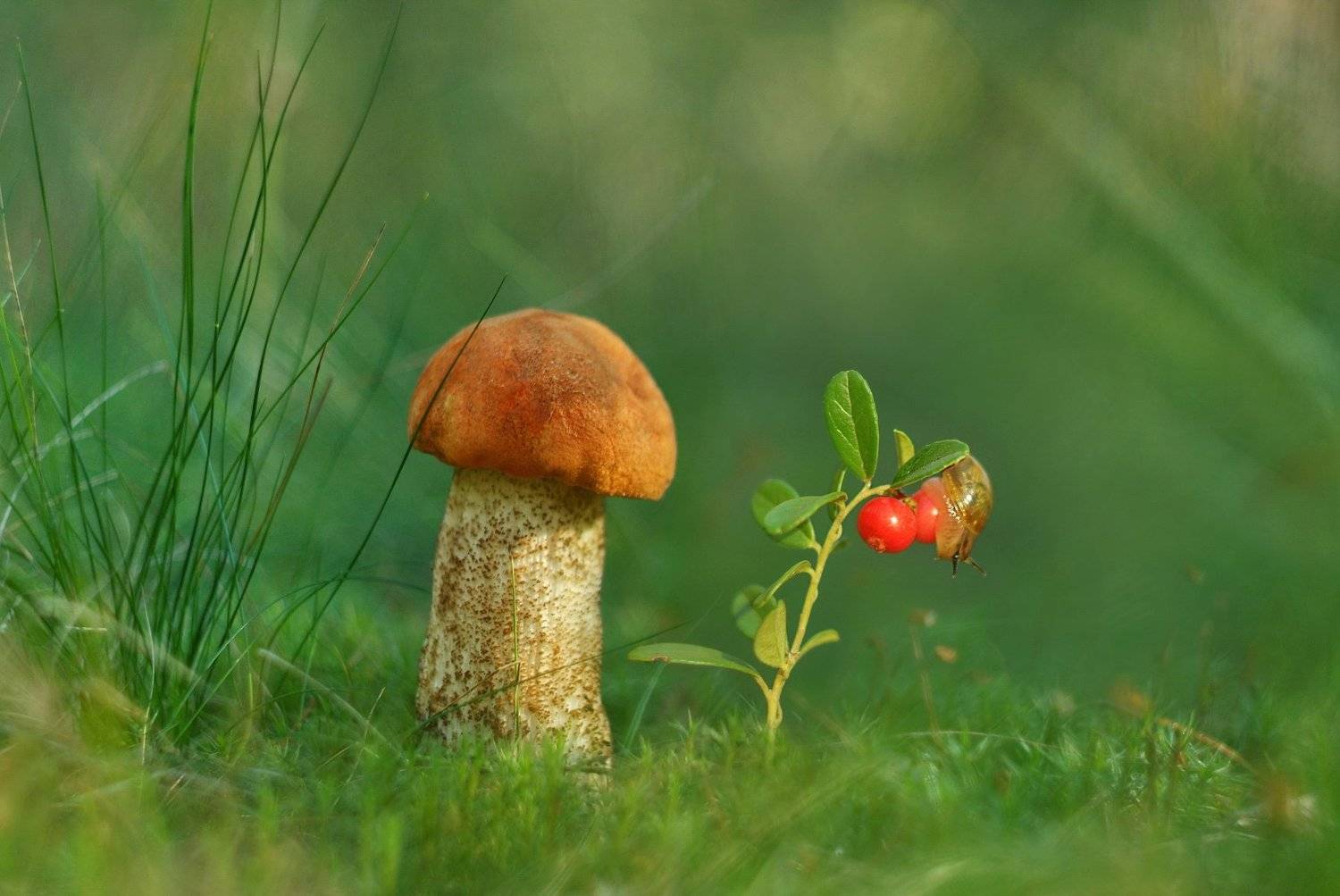 грибы, природа, гелиос, Александр Гвоздь