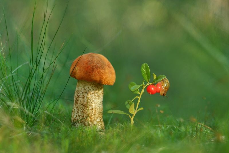 На полянке спозаранку фото превью