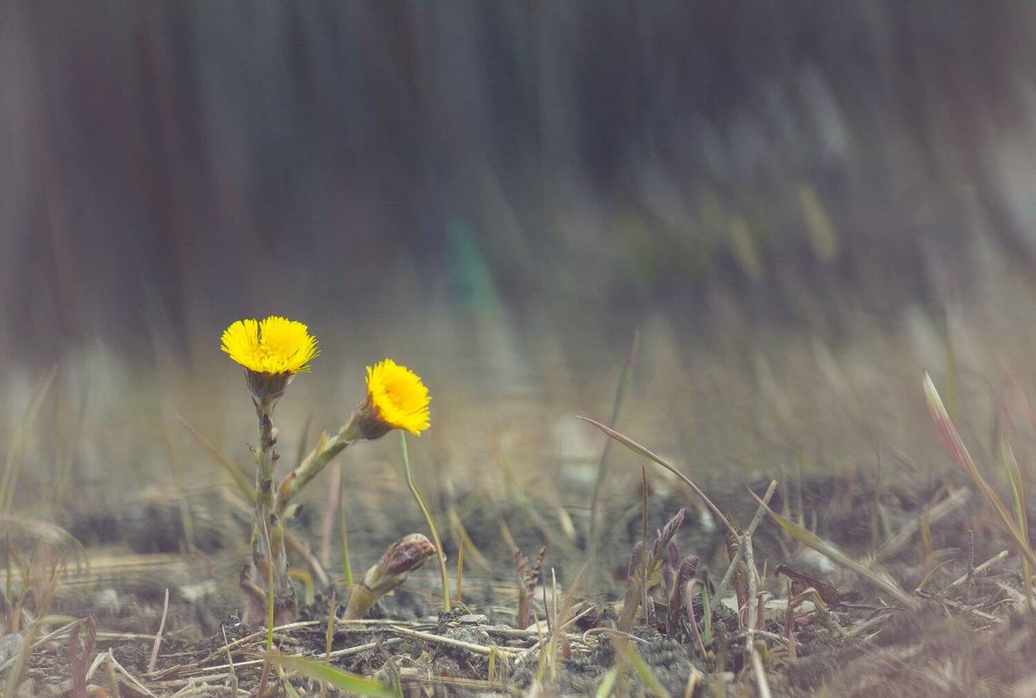 , Кузнецов Дмитрий