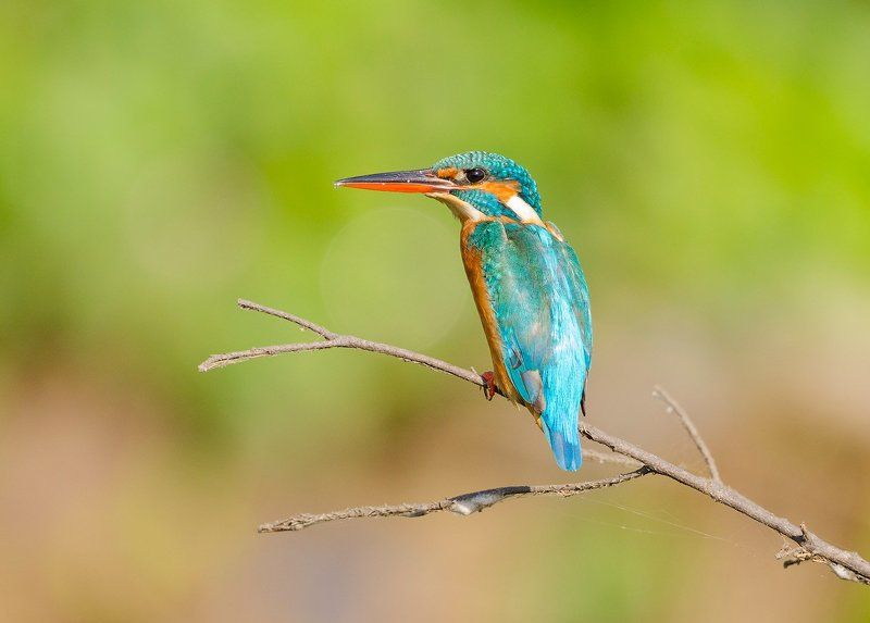 обыкновенный, зимородок *** фото превью