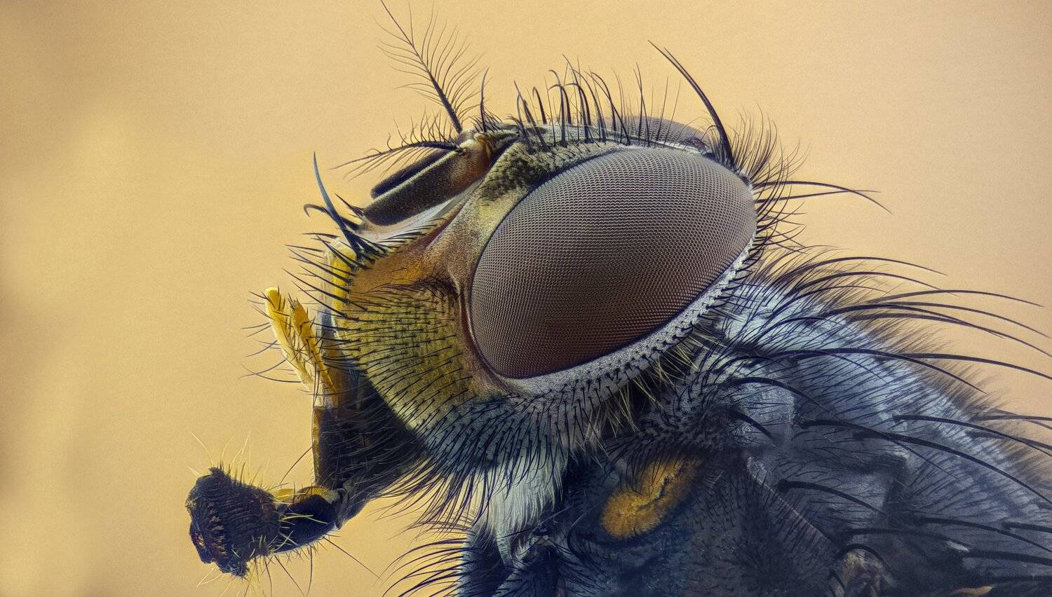 ceclii,macro,lgg4, extremmacro,  макро, Tsvetan Ganev