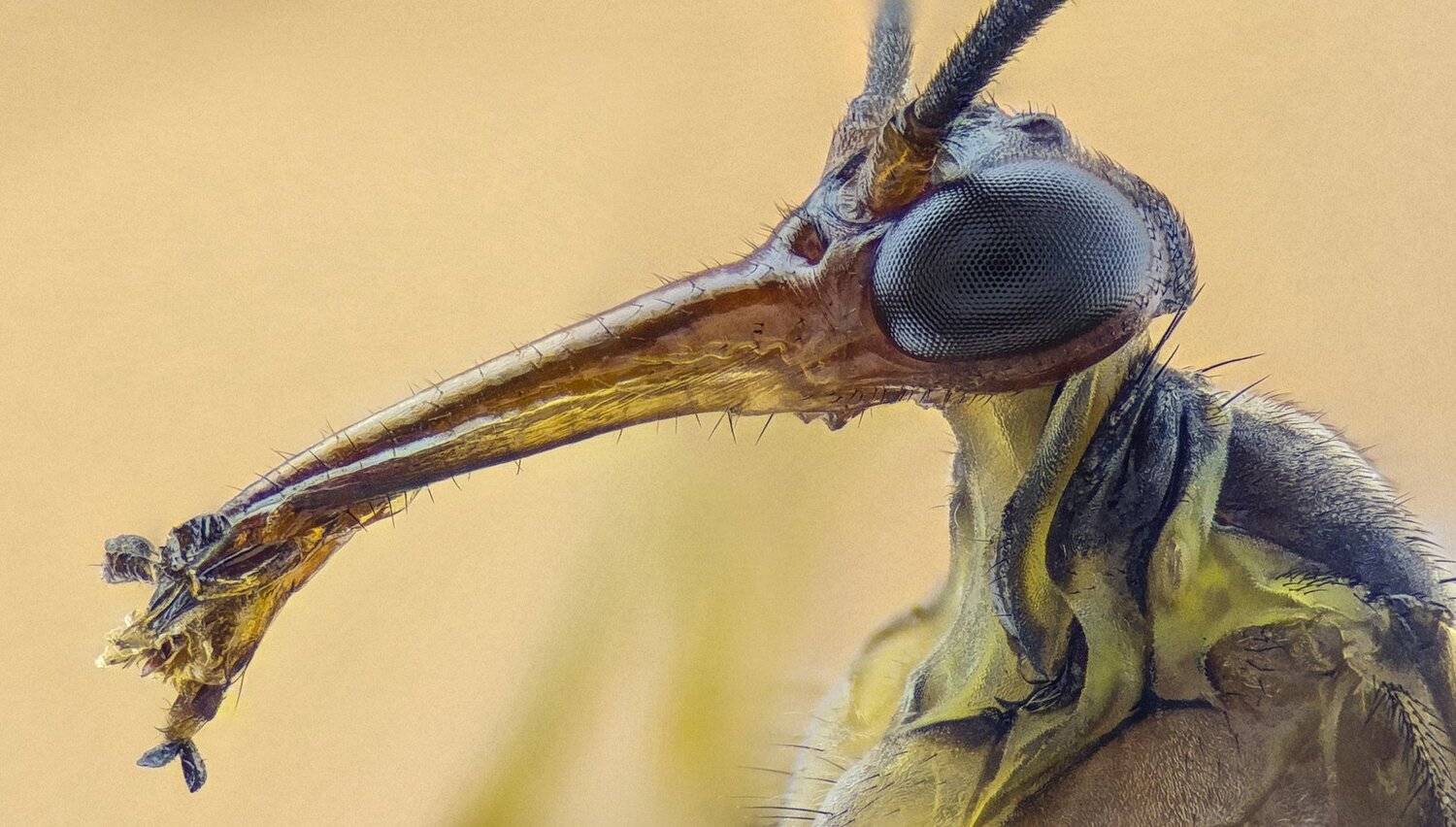 ceclii,macro,lgg4, extremmacro,  макро, Tsvetan Ganev