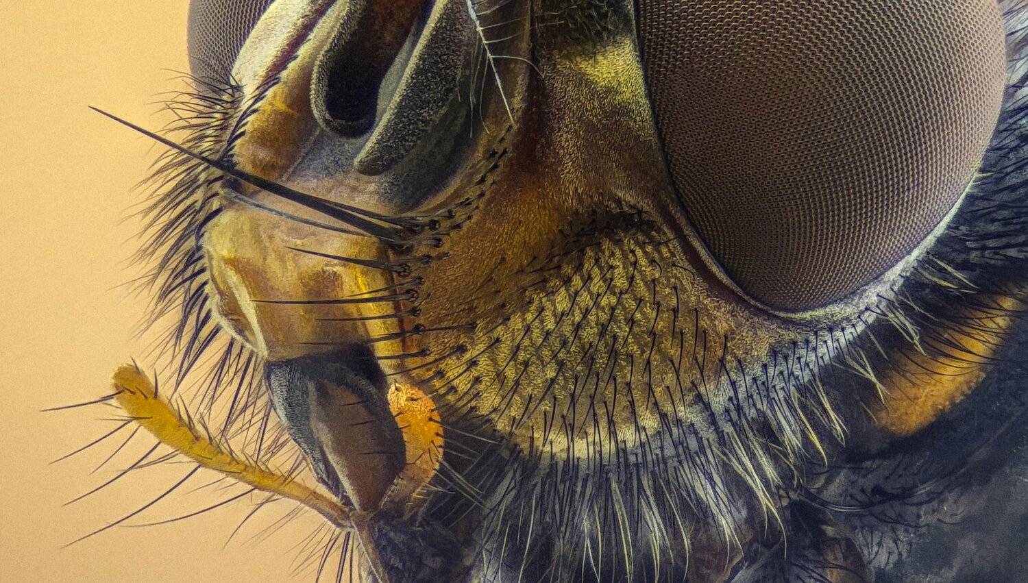 ceclii,macro,lgg4, extremmacro,  макро, Tsvetan Ganev