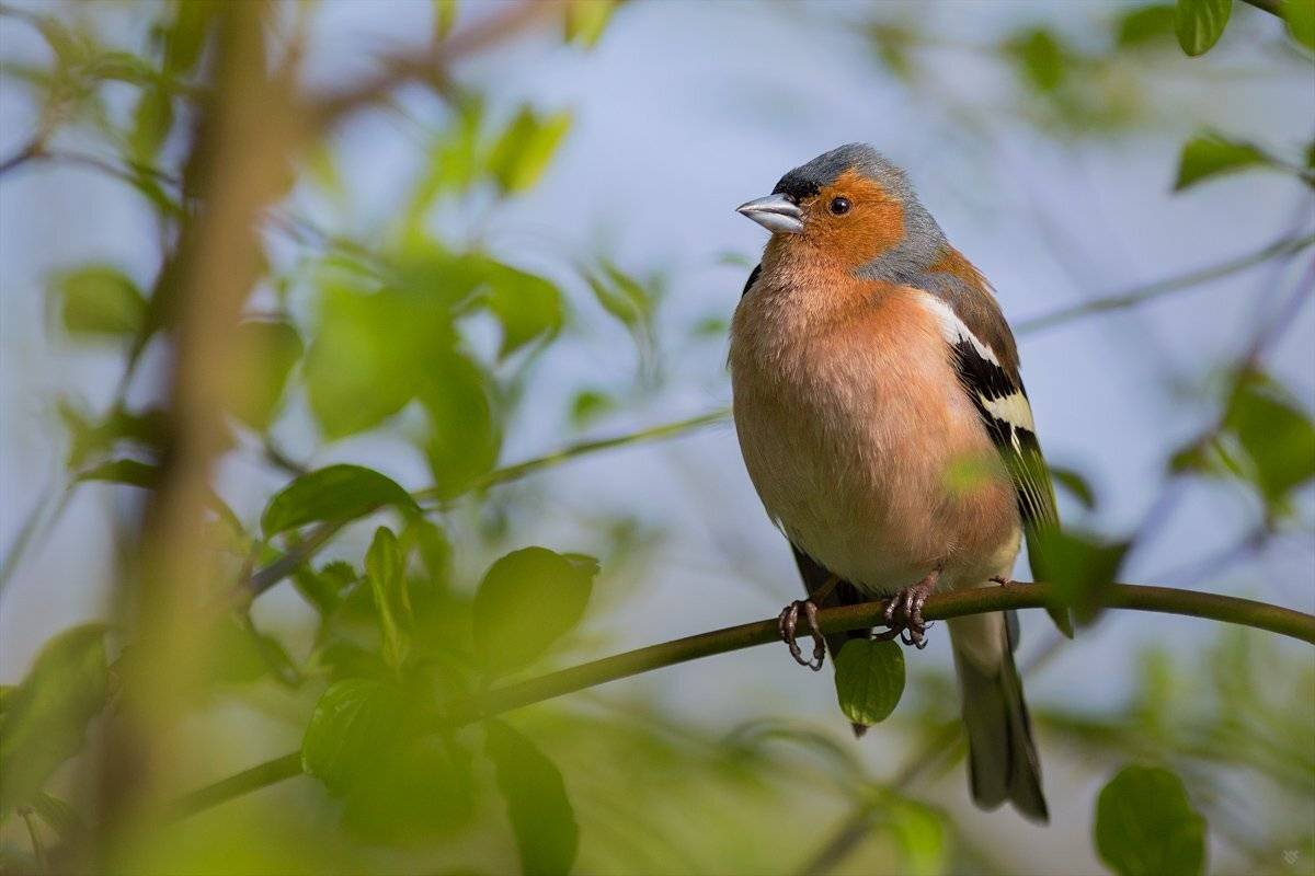 Common chaffinch, bird, wildlife, Wojciech Grzanka