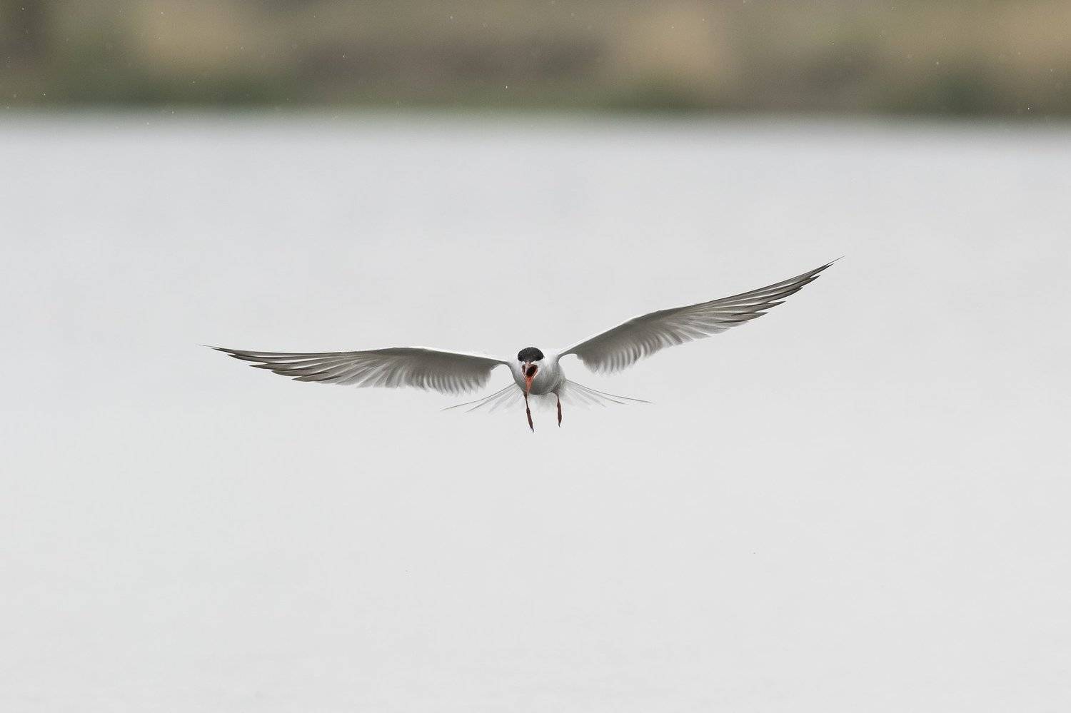 , Desislava Todorova