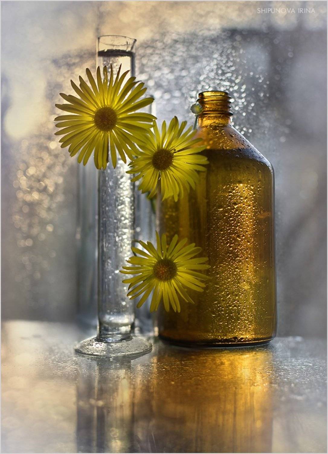 , Шипунова Ирина