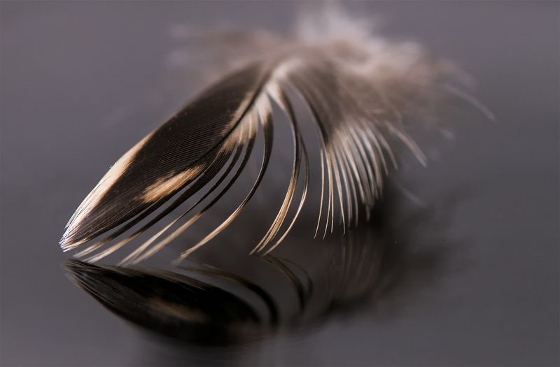 macro,black,brown,color,feather I\'m so light, so small ... фото превью