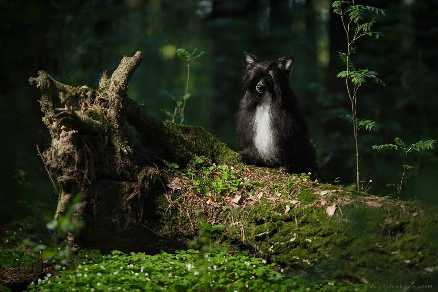 собака, лес, пуховка, мох, Анастасия Ветковская