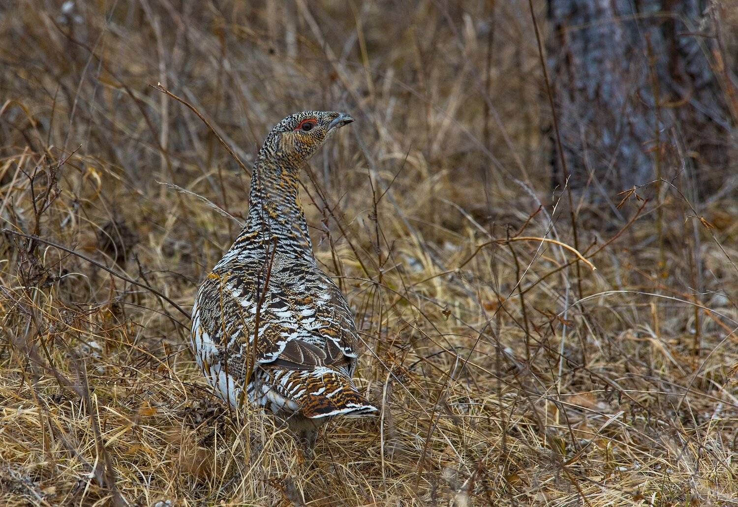, Александр Макеев