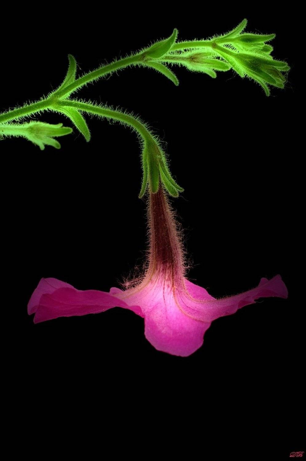 art, black, close-up, color, colors, color image, fine art, flower, flowers, green, image, light, macro, nature, natural light, petunia, pink, portrait, photography,, Dr Didi Baev