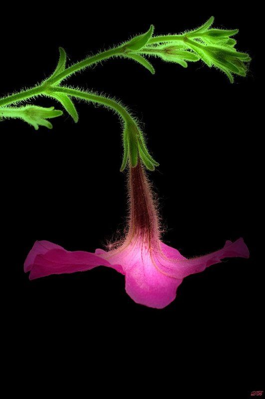art, black, close-up, color, colors, color image, fine art, flower, flowers, green, image, light, macro, nature, natural light, petunia, pink, portrait, photography, Petunia Portrait фото превью