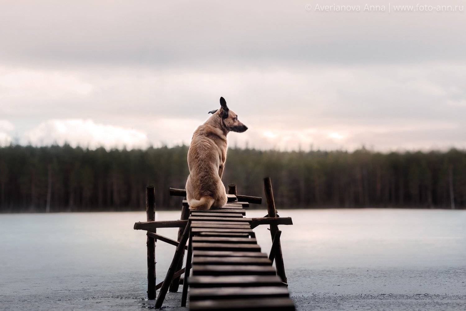собака, природа, озеро, Анна Аверьянова