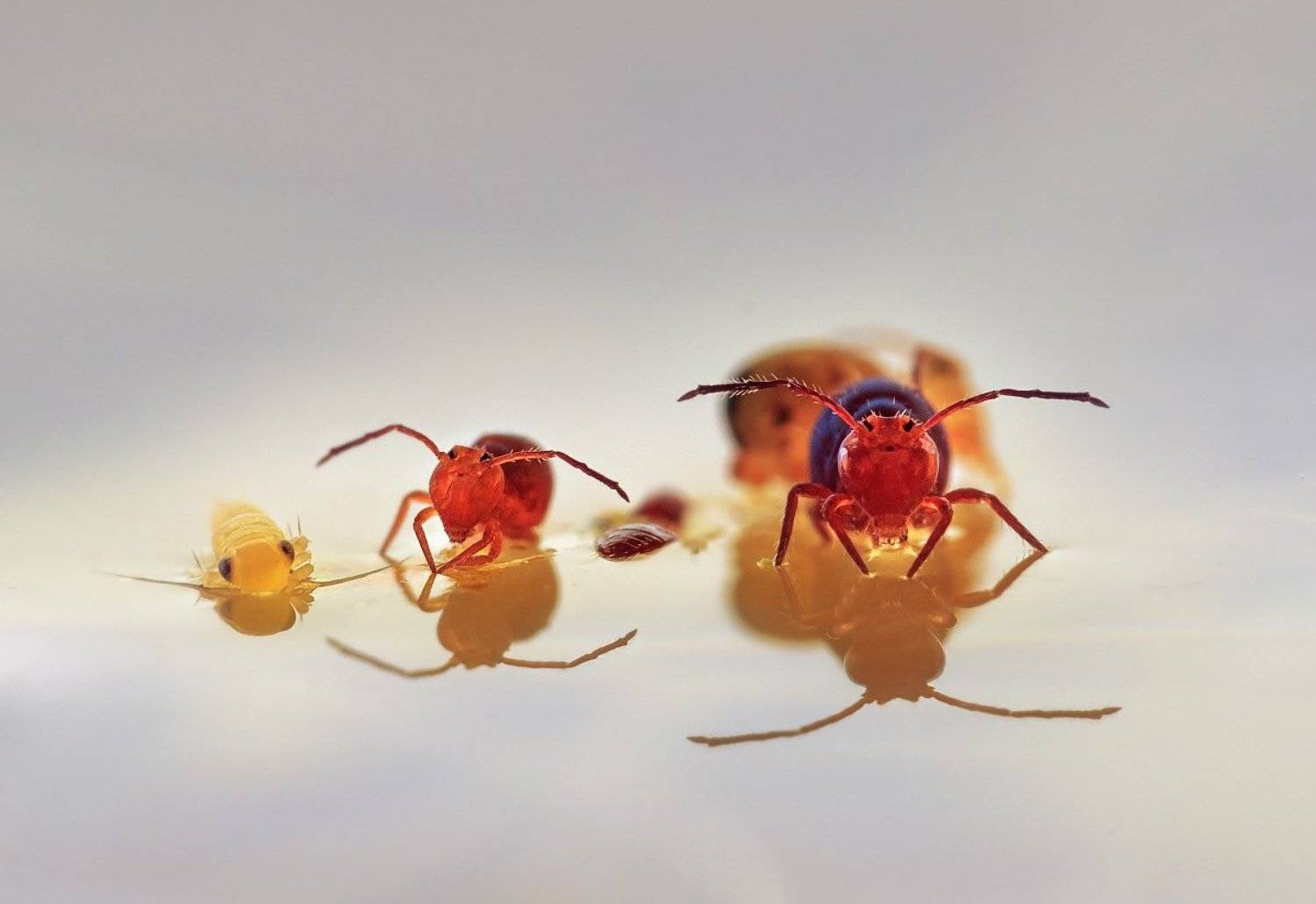 коллемболы, Валерия Зверева