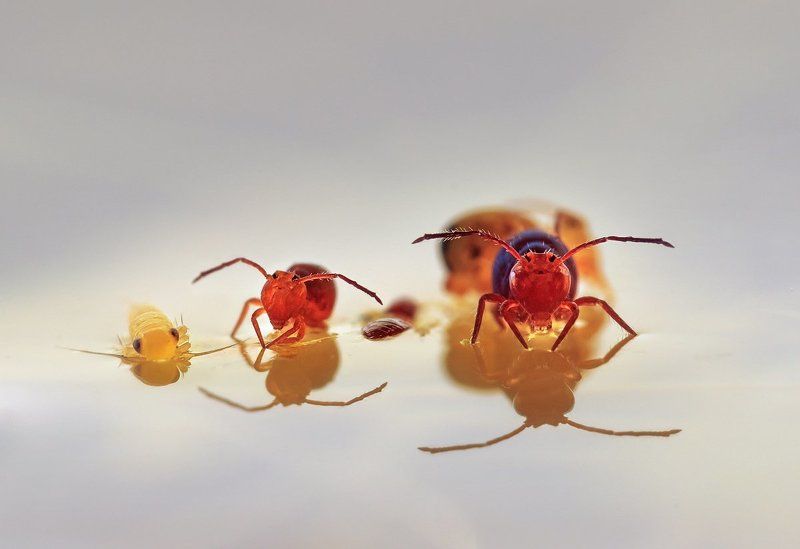 коллемболы Мойте руки перед едой фото превью