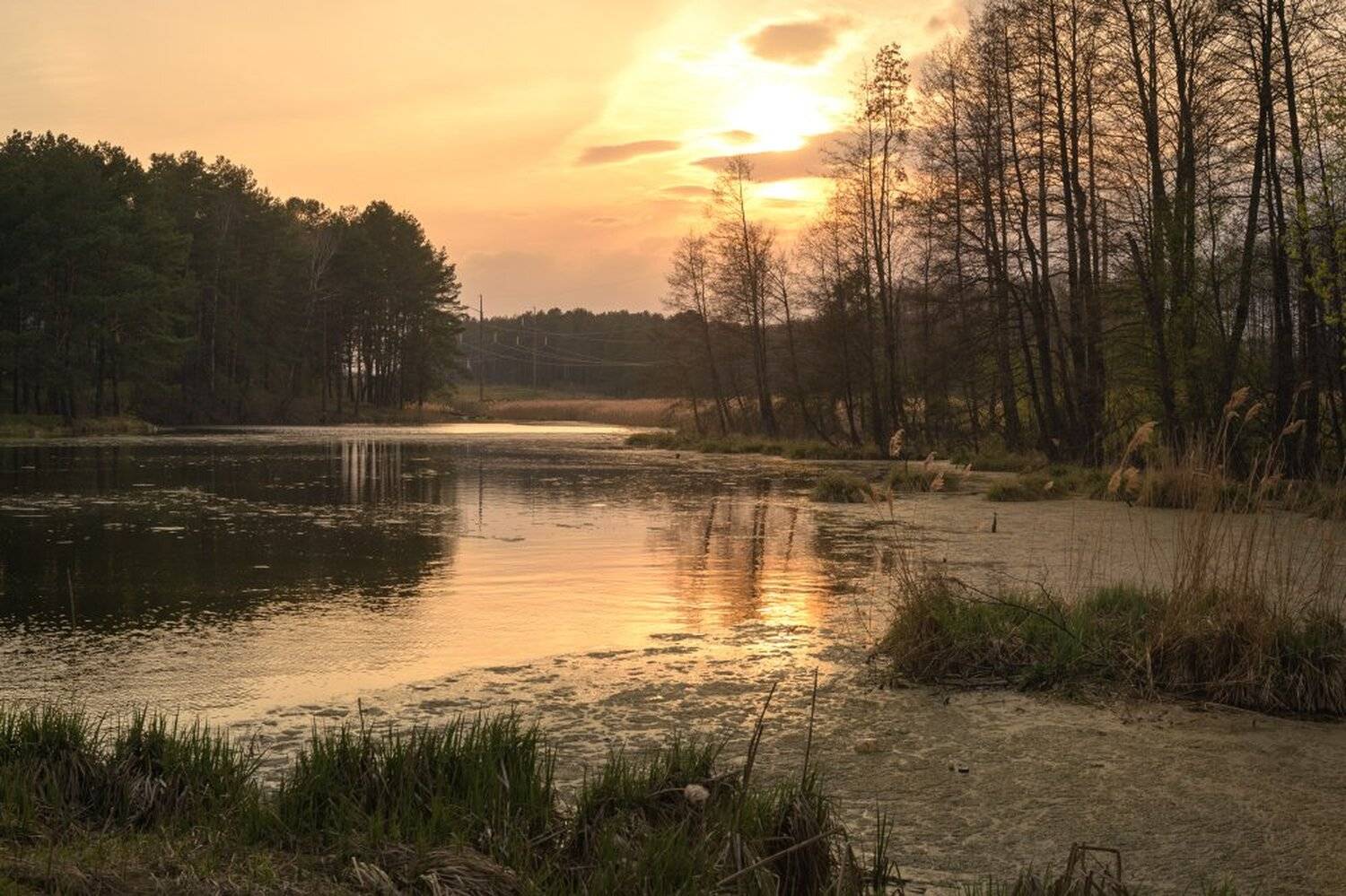 пейзаж,природа,весна,ека,лес,закат,вечер,деревья, Юлия Лаптева