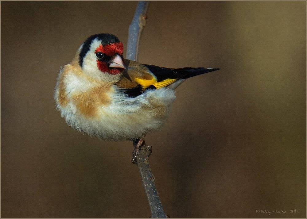 , Валерий Субачев