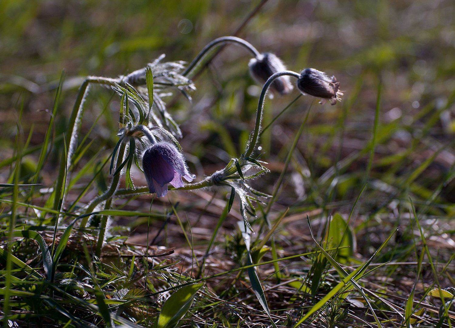 , Рудая Галина