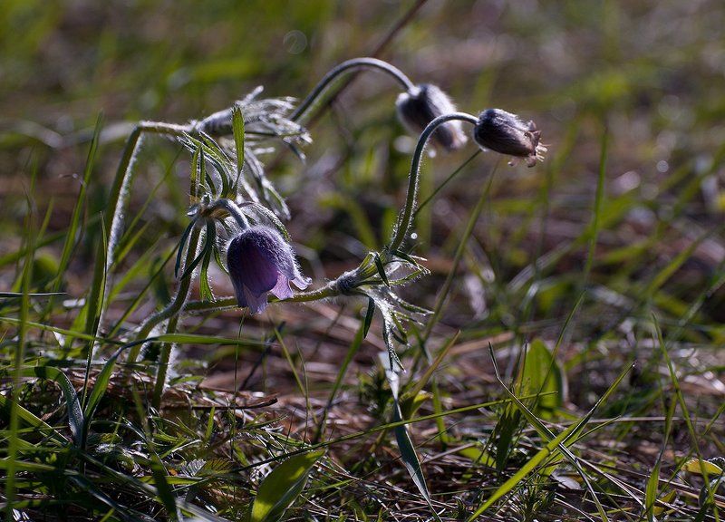 Весны прекрасные мгновенья... фото превью