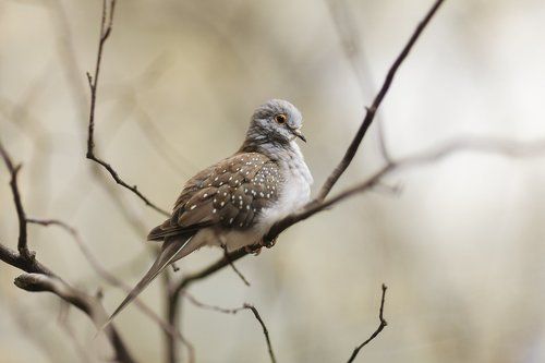 Бриллиантовая горлица (Geopelia cuneata)