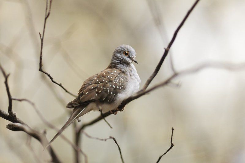 diamond, dove, bird, animal Бриллиантовая горлица (Geopelia cuneata) фото превью