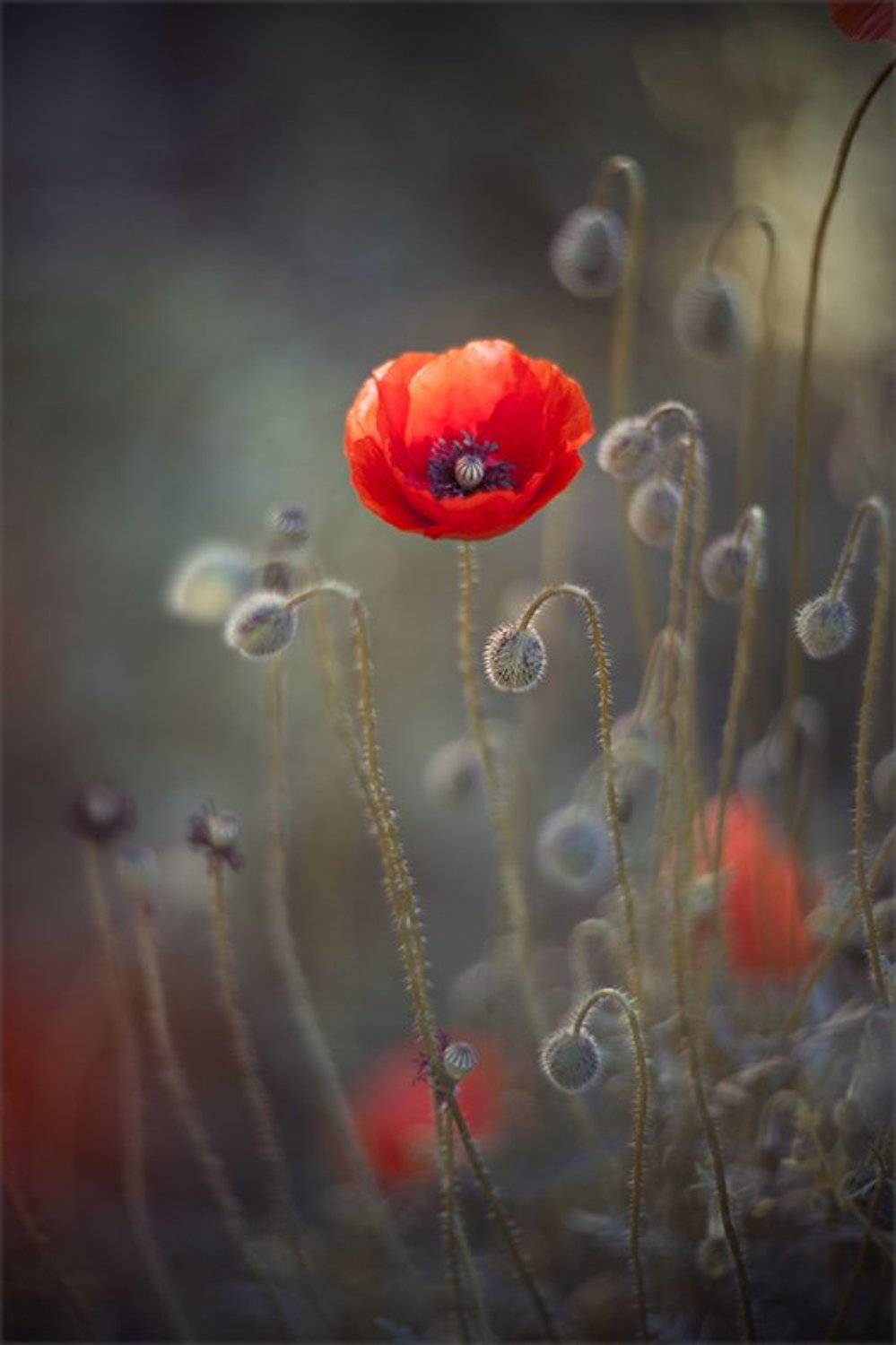 , Наталья Ова