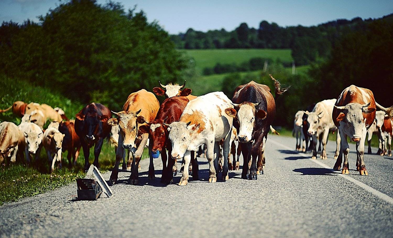 , Сергей Кобылько