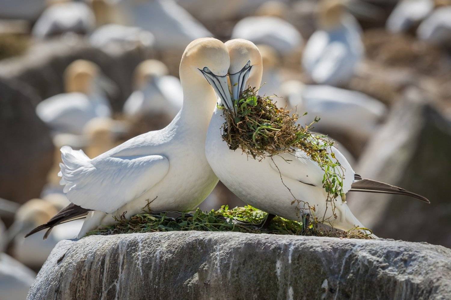 gannets, Marcin Kaczmarkiewicz