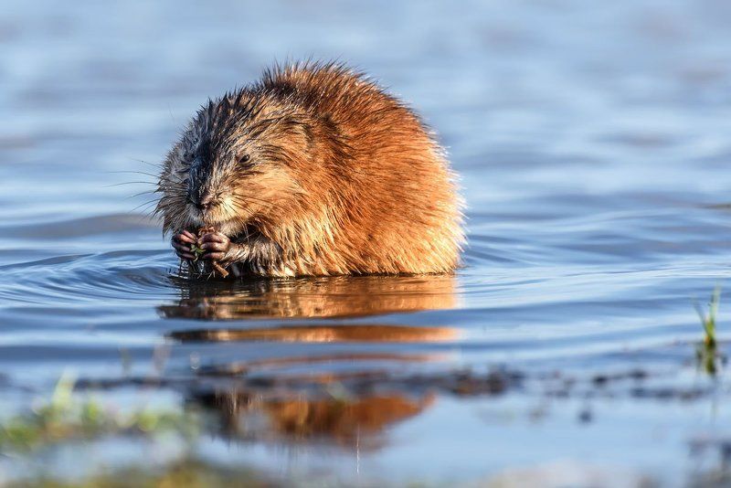 Водяной фото превью