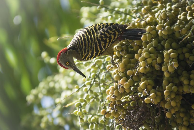 Красавчик фото превью