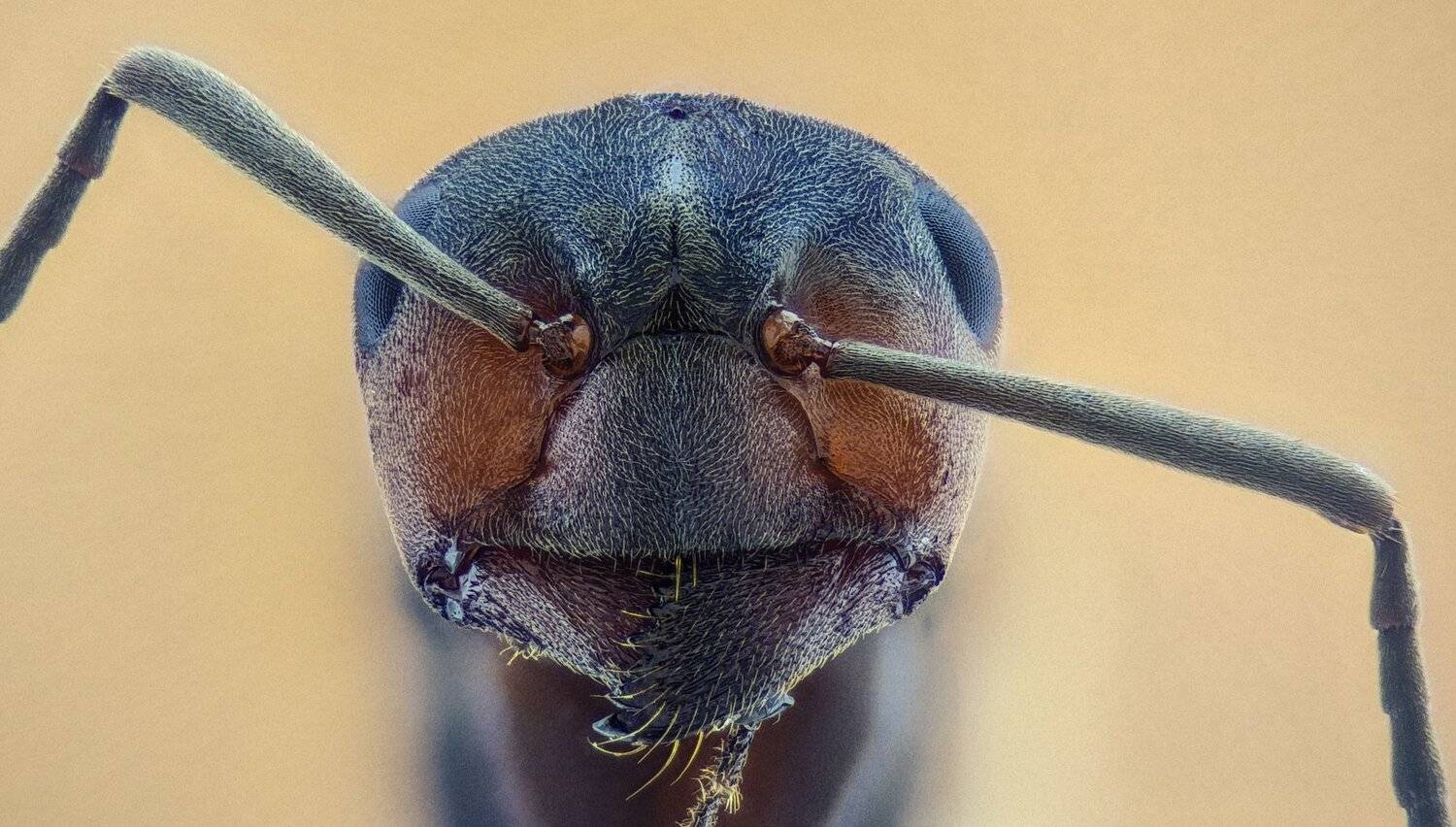 ceclii,macro,lgg4, extremmacro,  макро, Tsvetan Ganev