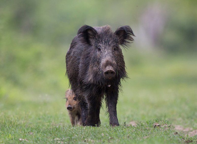 *** фото превью