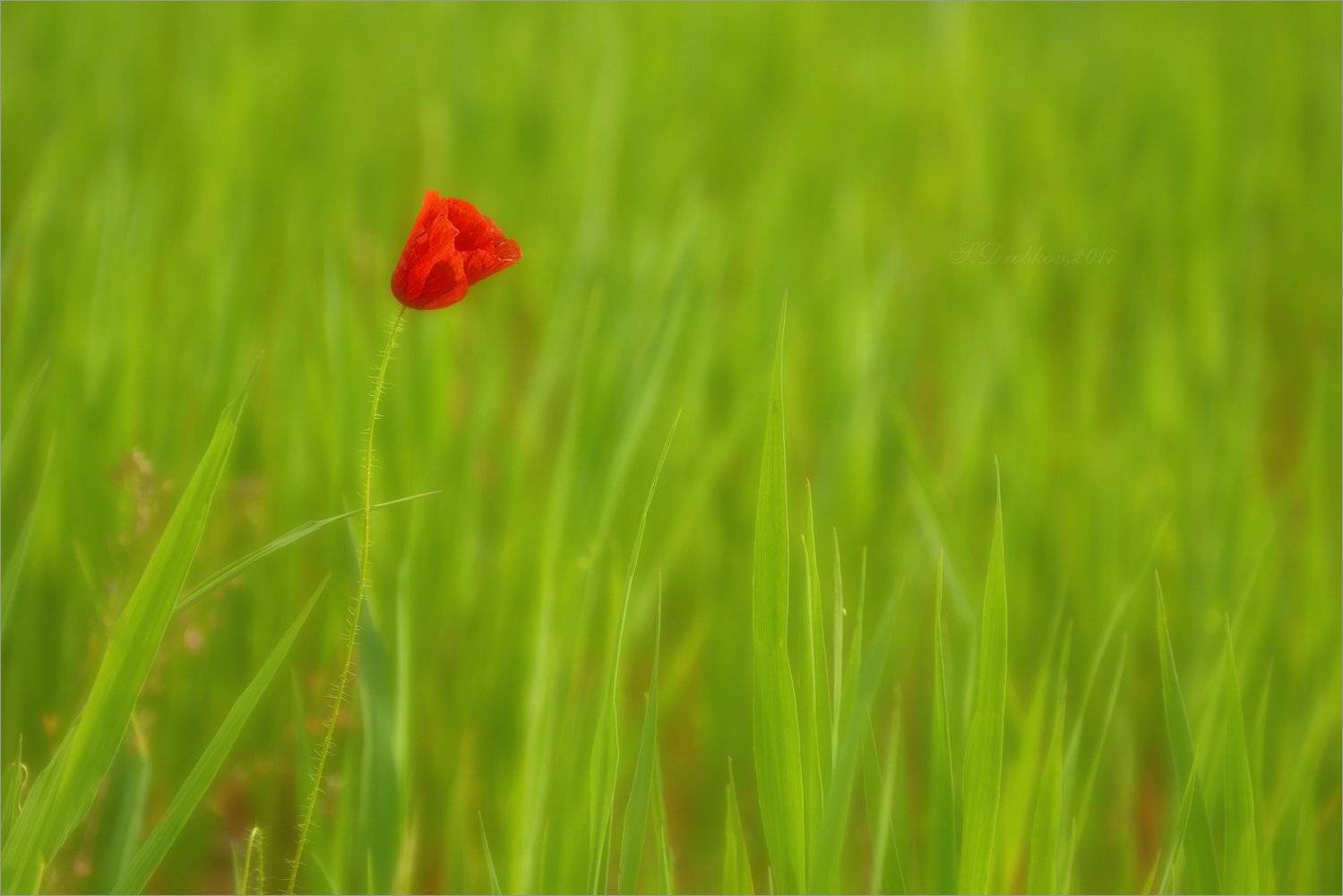 весна, маки, вечер, Sergey Drobkov