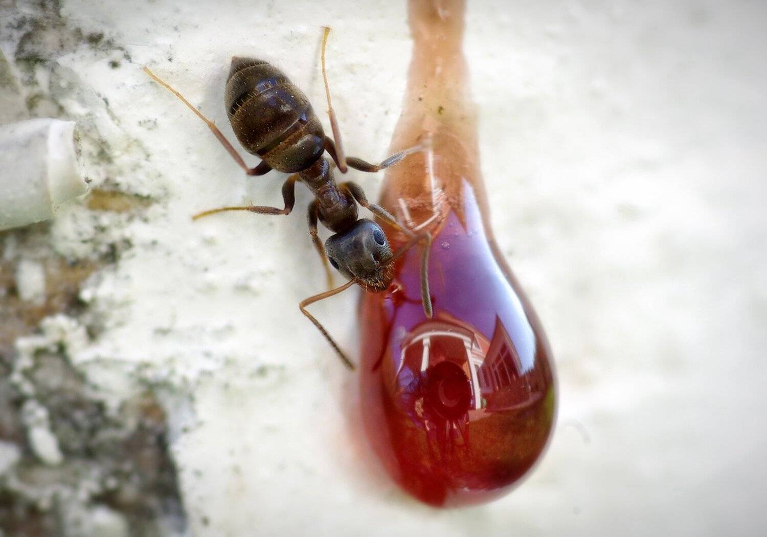 макро, муравей, Mashin Rostislav