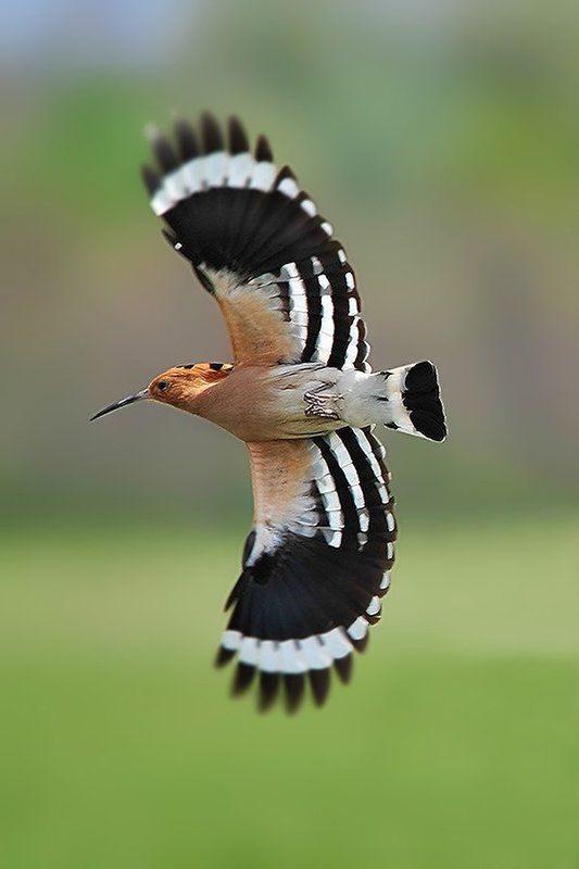 ...... фото превью