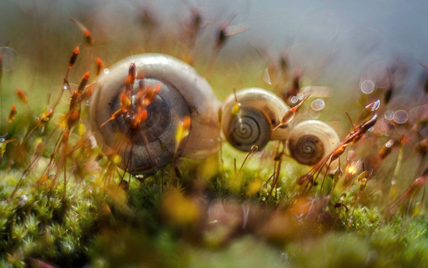 , Лилия Немыкина