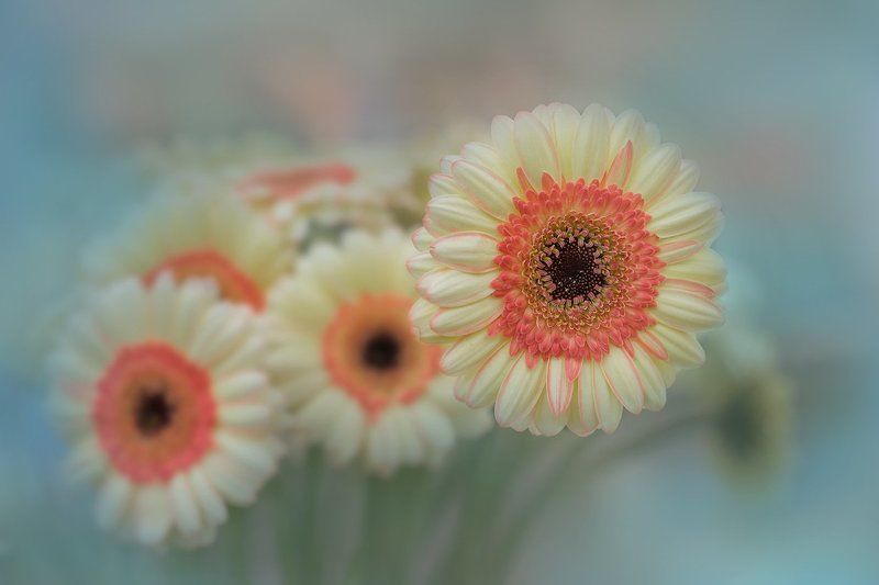 Цветок счастья и успеха фото превью