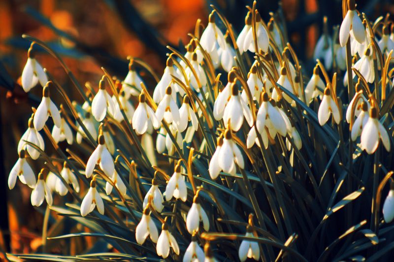 - фото превью