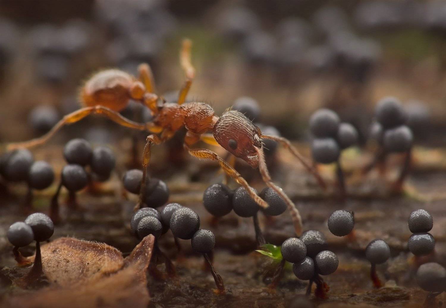 муравей, миксомицеты, лес, поваленное дерево, Валерия Зверева