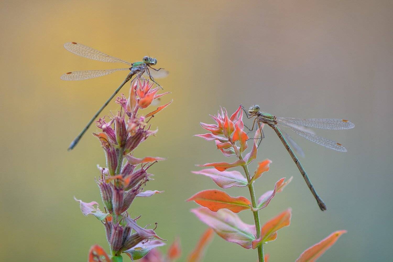 , Кузнецов Дмитрий