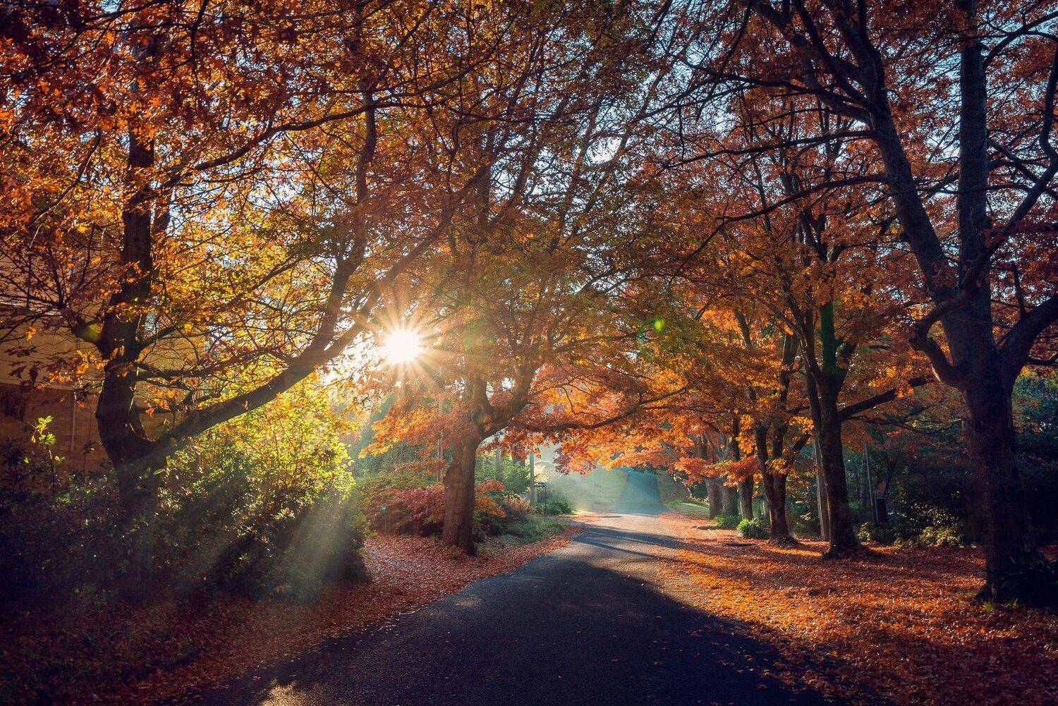 sunrise, morning, trees, autumn, red, road, blackheath, sun, mist, fog, Derek Zhang