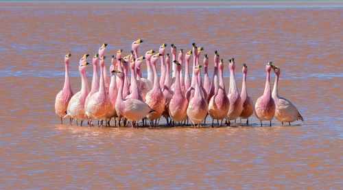 Игры Фламинго