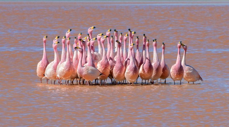 боливия, bolivia Игры Фламинго фото превью