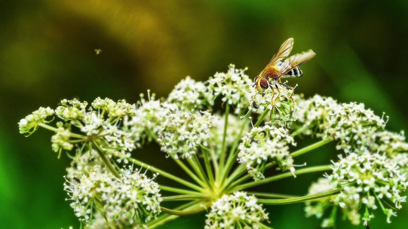макро, насекомые, цветы, полевые , Александр Потапов