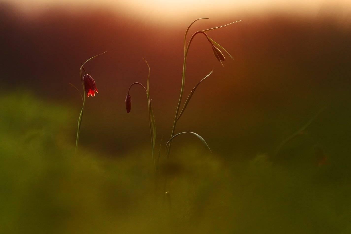 рябчик, малый, fritillaria, meleagroides, самарский лес, Sergii Markov