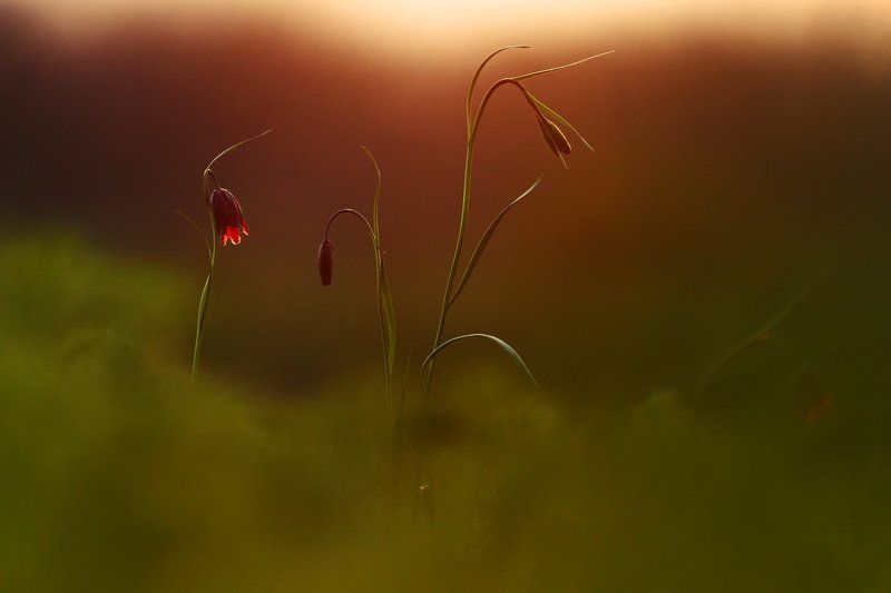 рябчик, малый, fritillaria, meleagroides, самарский лес Рябчики фото превью