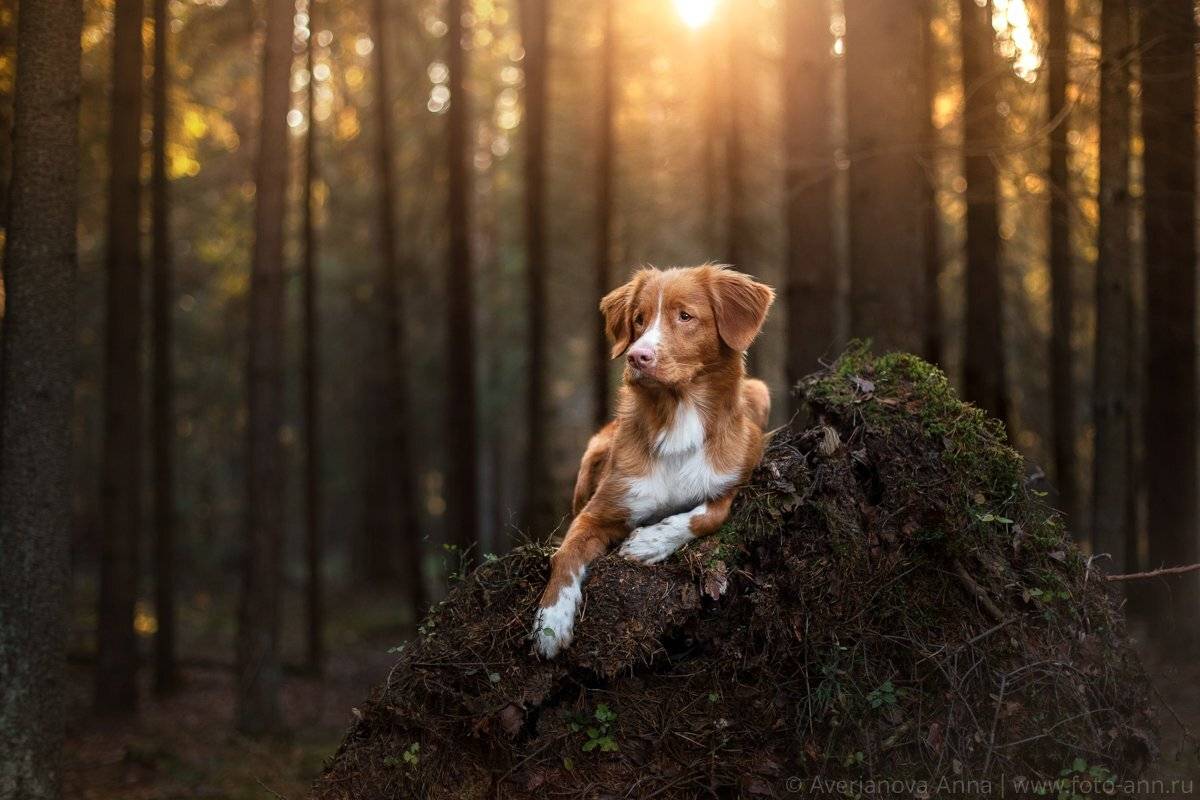 собака, природа, лес, Анна Аверьянова