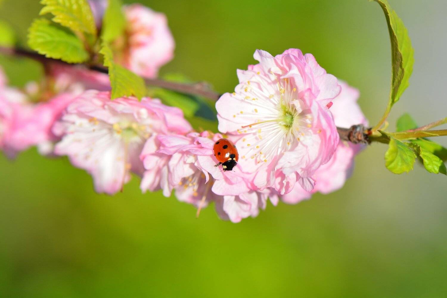 , Юрий Пужалин
