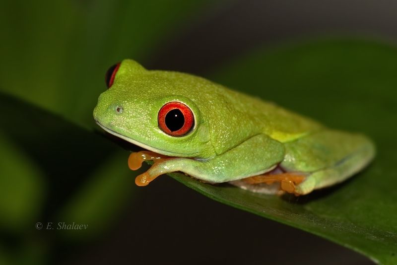 agalychnis callidryas,frog,red-eyed tree frog,амфибии,квакша,красноглазая квакша,лягушка В ожидание принца . фото превью