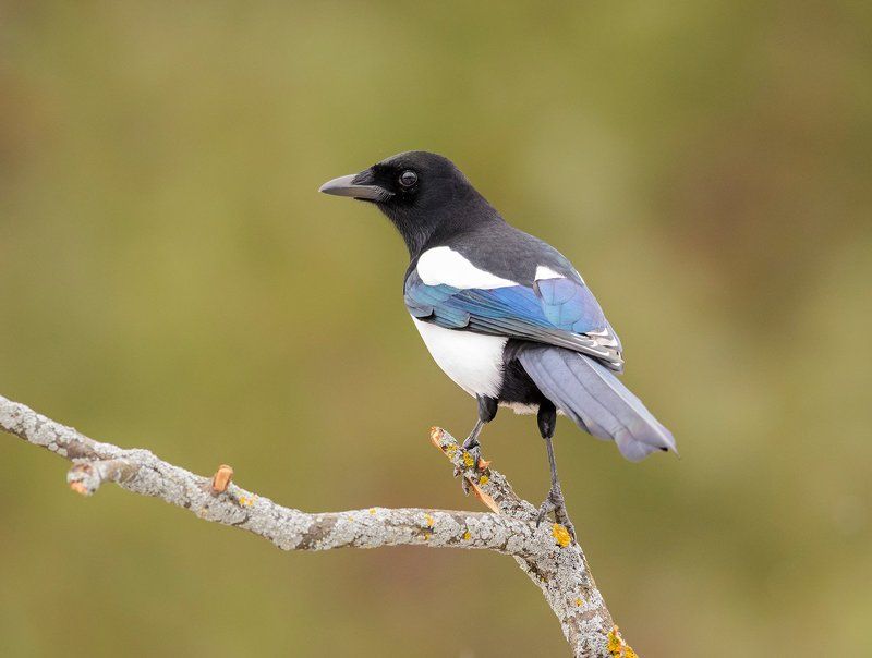 сорока сорока фото превью